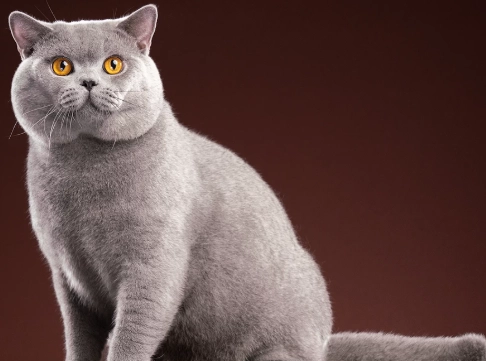 British Shorthair personality