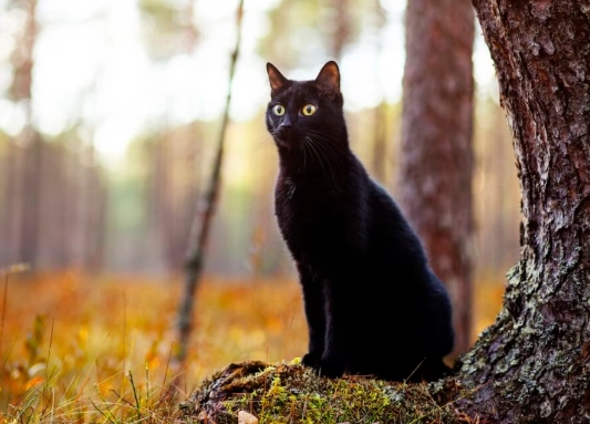 black cat care black cat care