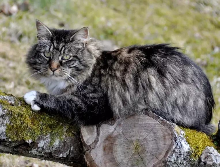 Norwegian Forest Cat