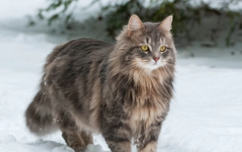 Siberian cat hypoallergenic