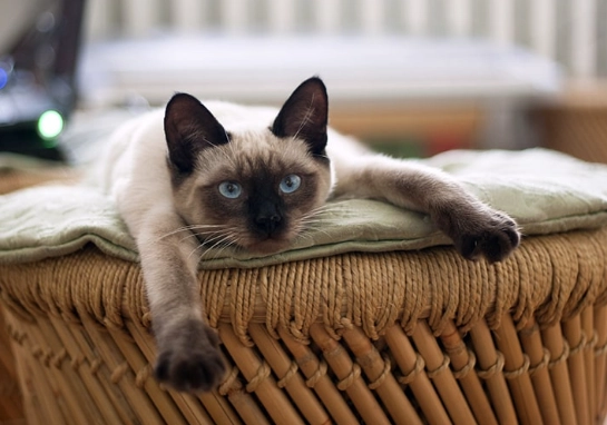 siamese cat care