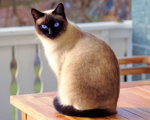 siamese cat health issues