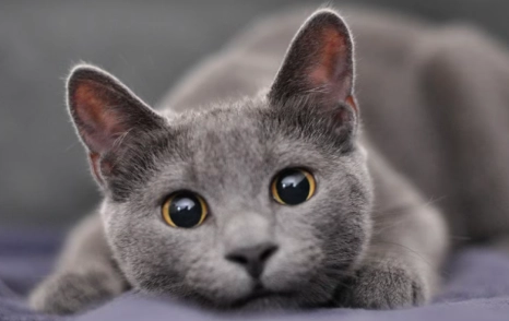 hypoallergenic cat hypoallergenic cat