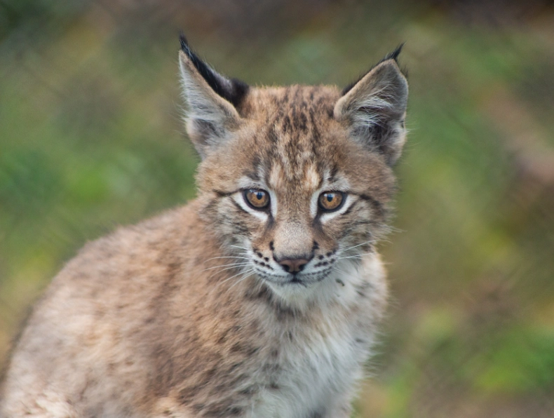 lynx species