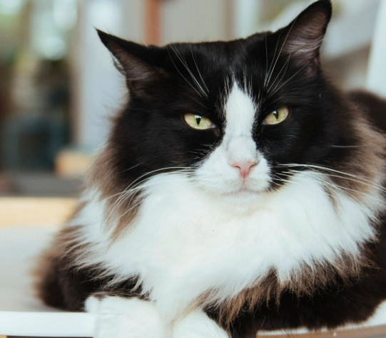 tuxedo cat personality