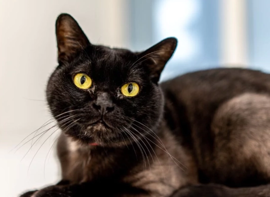 Bombay cat personality
