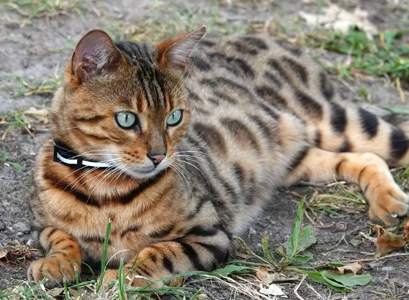 bengal cat personality
