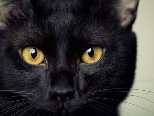 Bombay cat health problems