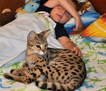 savannah cat size