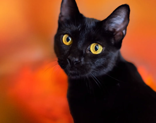 black cat superstition black cat superstition