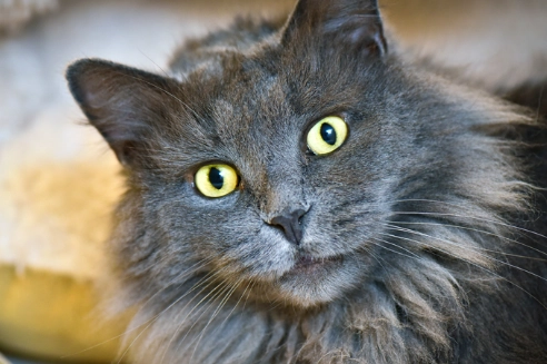 russian blue cat personality russian blue cat personality