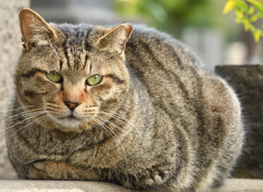 tabby cat health issues tabby cat health issues