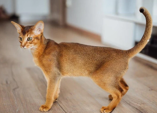 abyssinian cat care abyssinian cat care