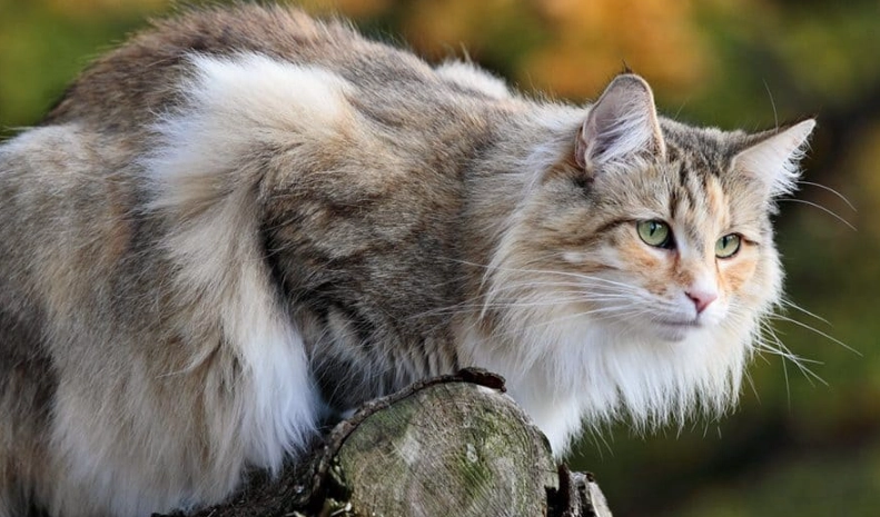 Norwegian Forest Cat care
