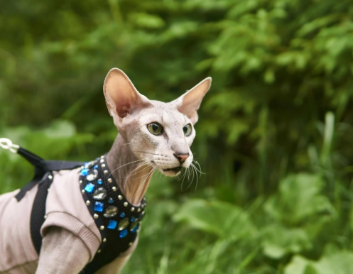 sphynx cat care