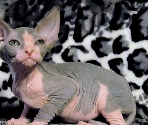 hairless cat breeds