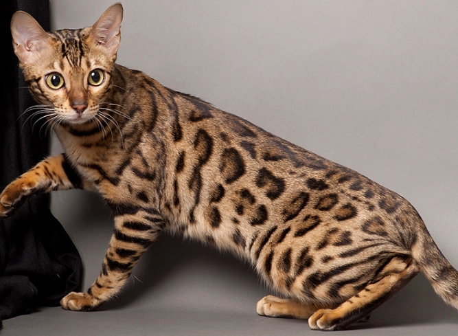 bengal cat price