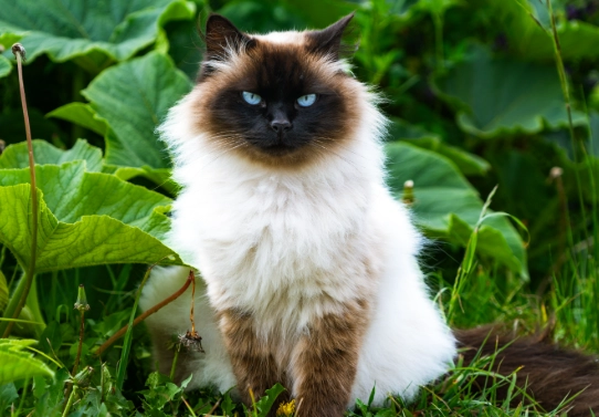 himalayan cat personality himalayan cat personality