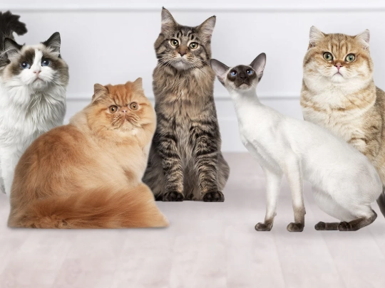 cat breeds