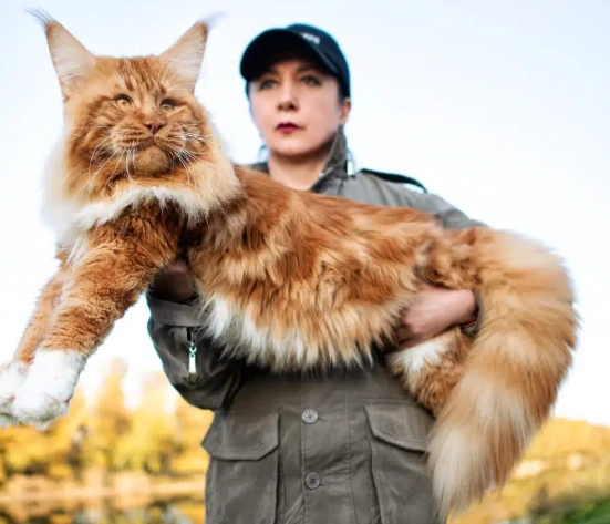 maine coon personality