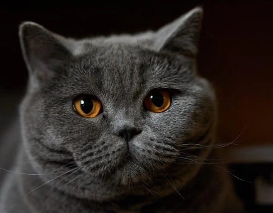 British Shorthair cat