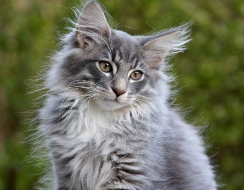 Norwegian Forest Cat care