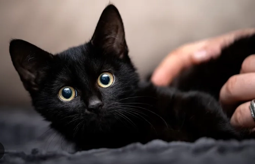 black cat breeds black cat breeds
