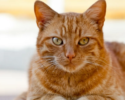 orange cat health problems