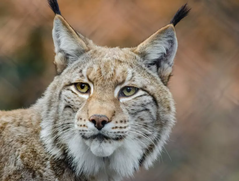 lynx species