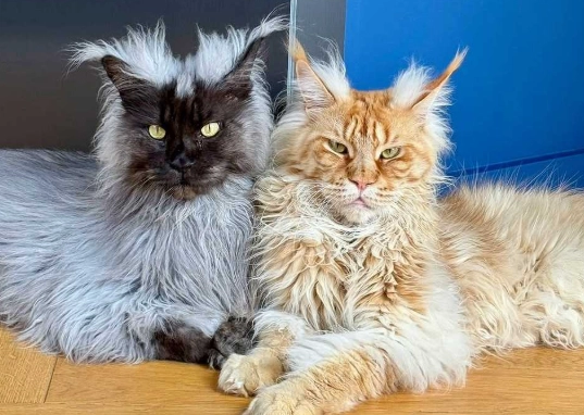 maine coon cat care