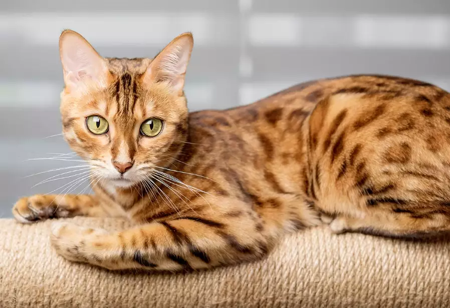 bengal cat care
