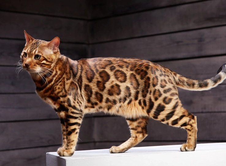 bengal cat care