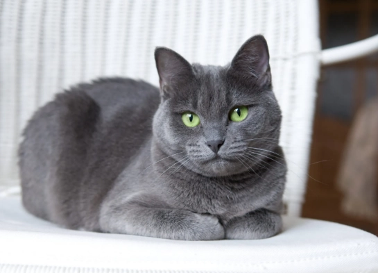 russian blue cat personality russian blue cat personality