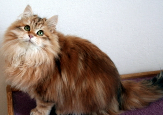 Siberian cat personality