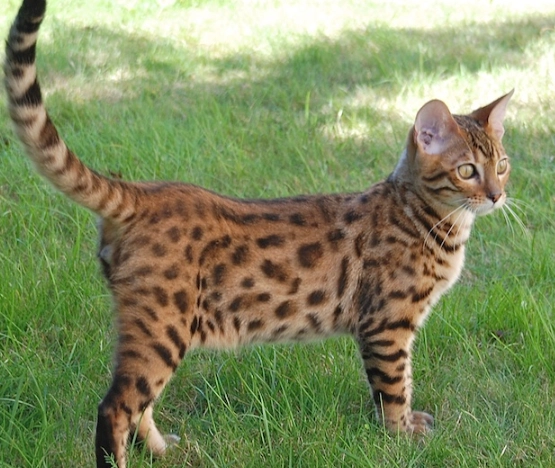 bengal cat personality
