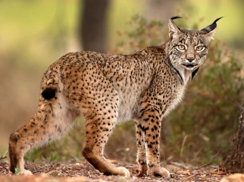 lynx species