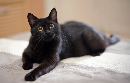 black cat care black cat care