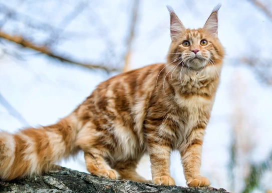 maine coon personality