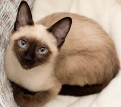 siamese cat health issues