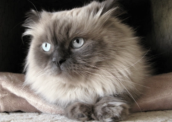 himalayan cat personality himalayan cat personality