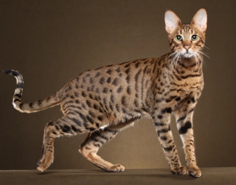 savannah cat f1