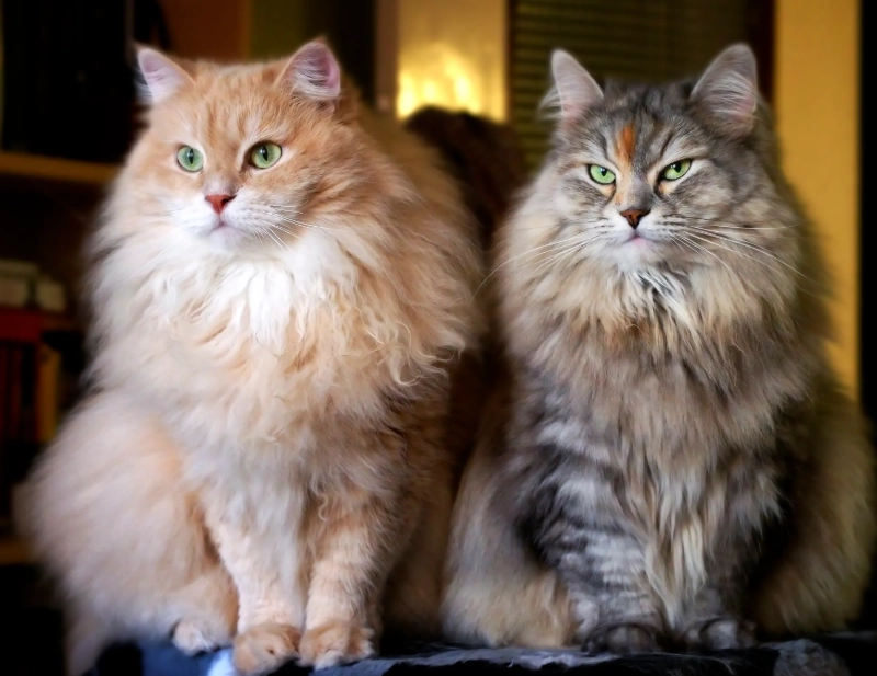 Siberian cat