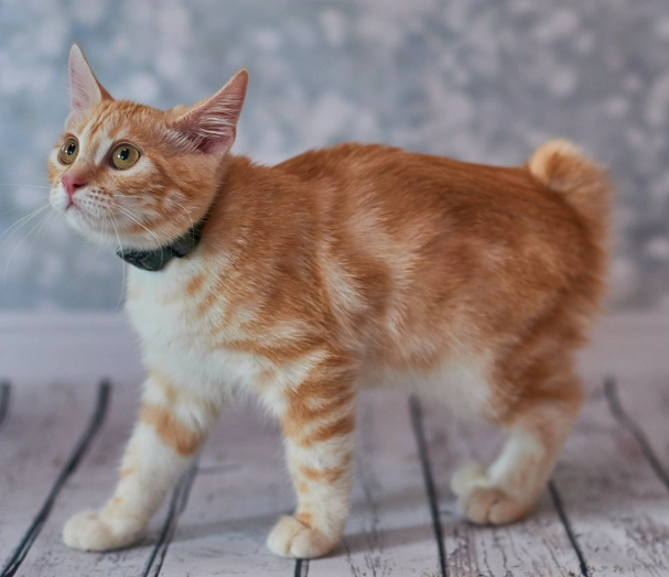 bobtail cat breed bobtail cat breed