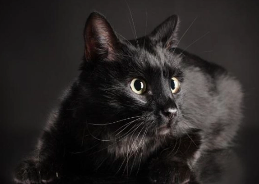 black cat superstition black cat superstition