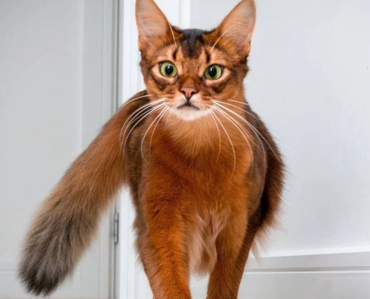 longhair Abyssinian