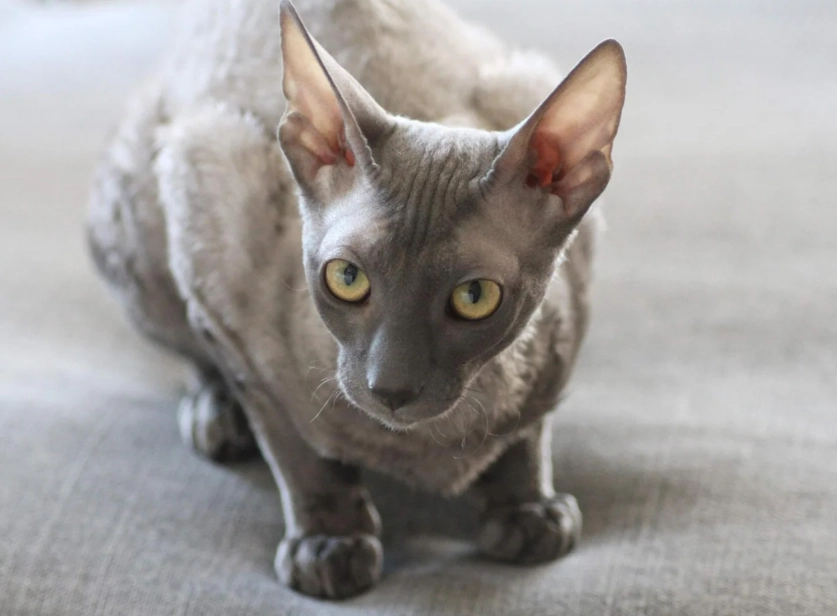 Cornish Rex cat breed