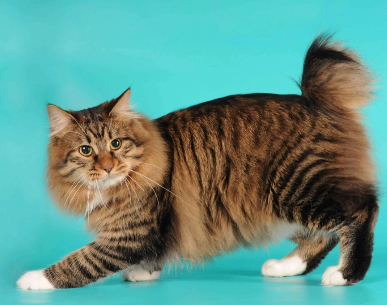 short tail cat short tail cat