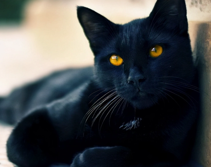 black cat care black cat care