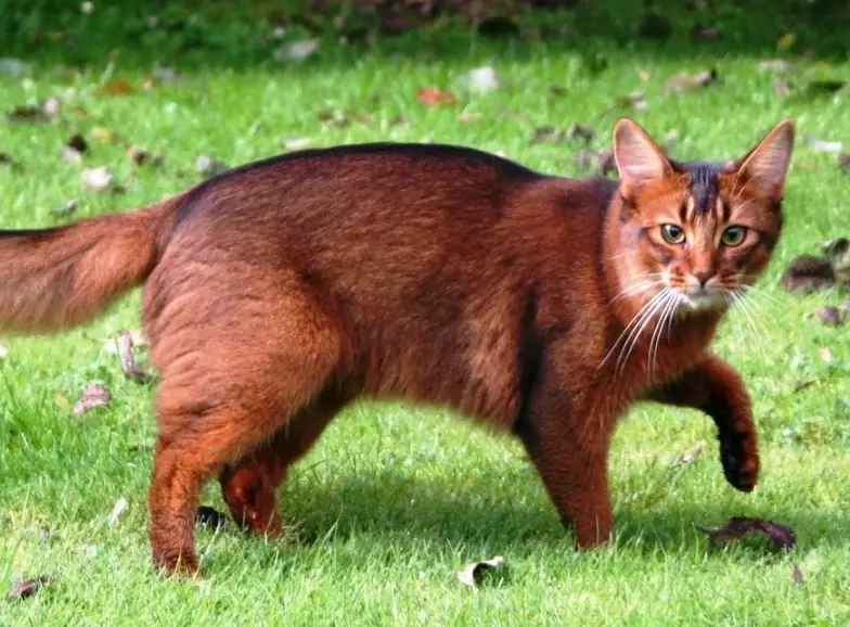 Somali cat care