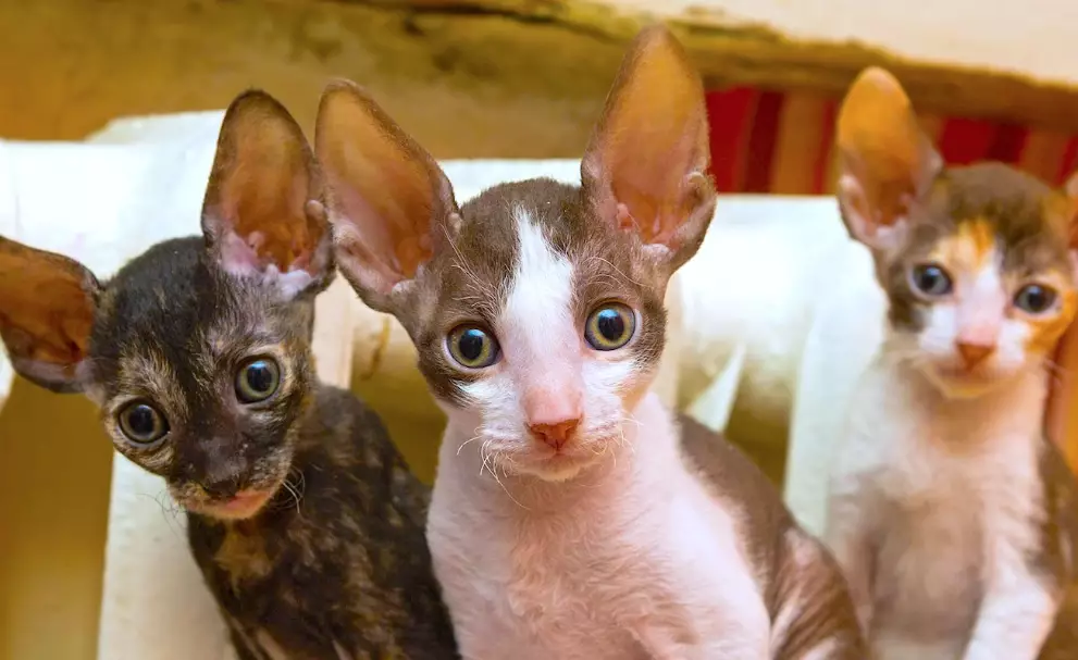 Cornish Rex personality